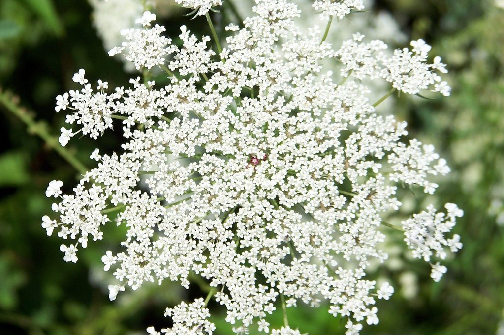 A large Queen Anne's lace flower