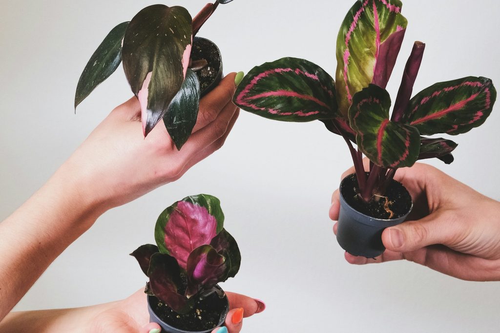 Three hands holding small houseplants with pink leaves