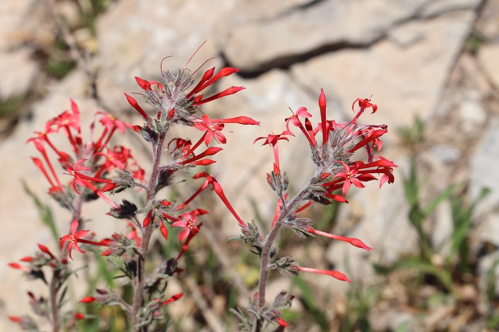 Standing cypress, also called scarlet gilia
