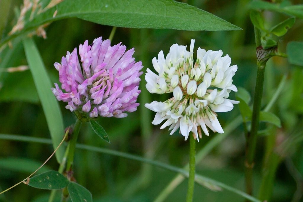 A white clover flower and a pink clover flower next to each other