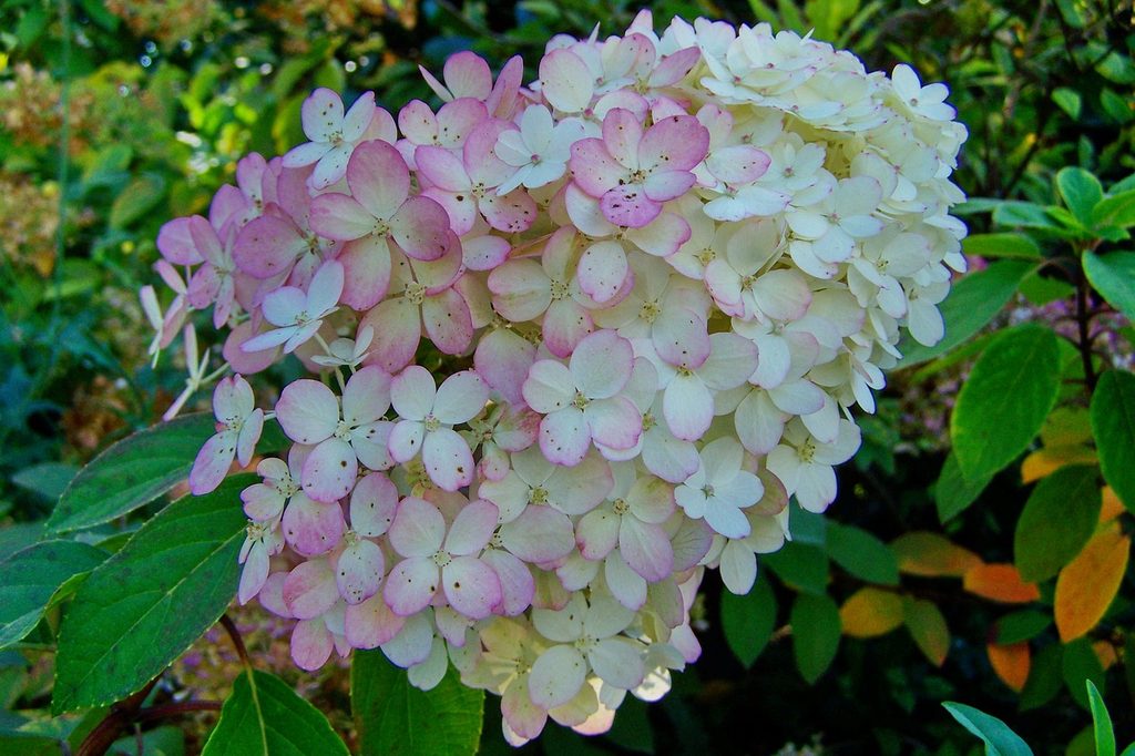 White hydrangea flowers beginning to turn pink