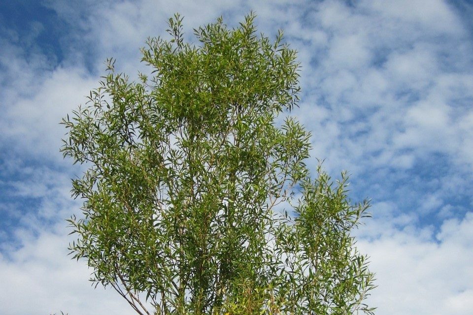 A tall white willow tree