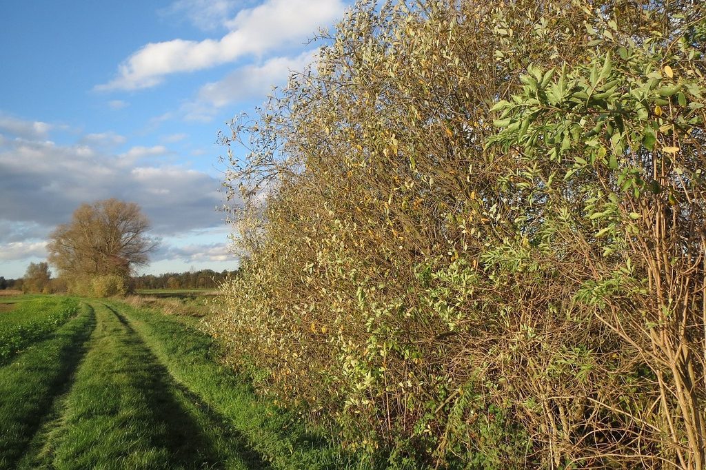 Willow trees in a pasture
