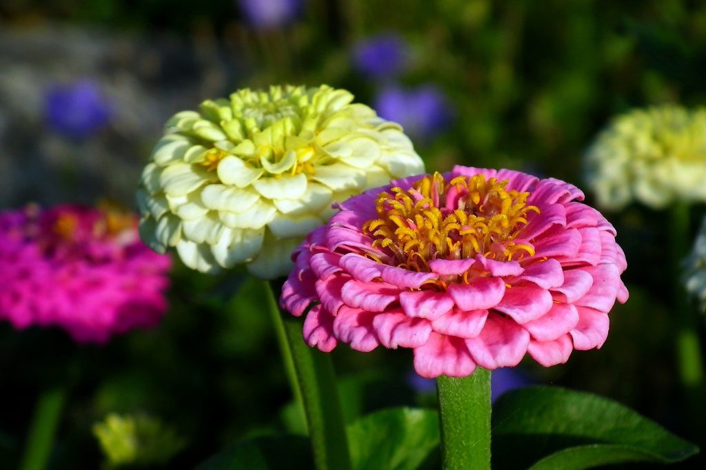 Light pink and pale yellow zinnias