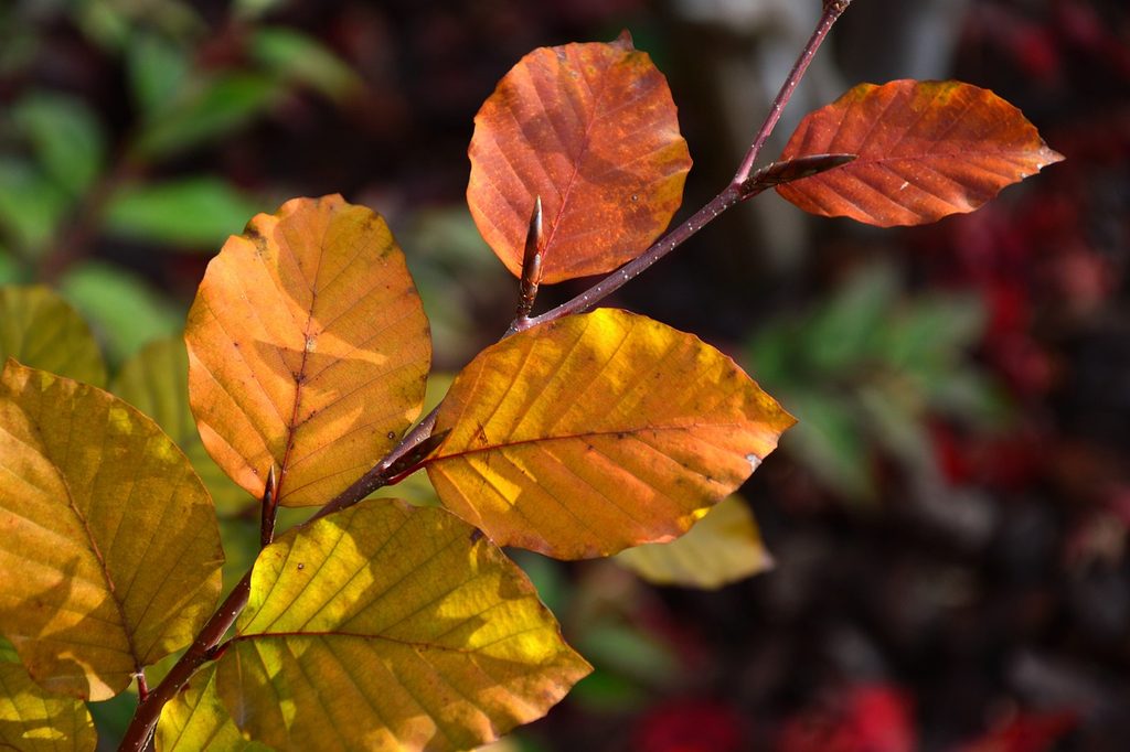 American hornbeam fall leaves