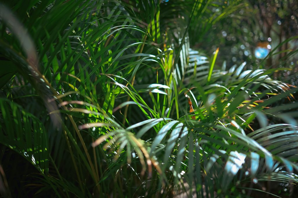 Areca palm leaves