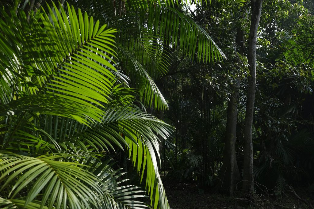 Outdoor areca palm trees