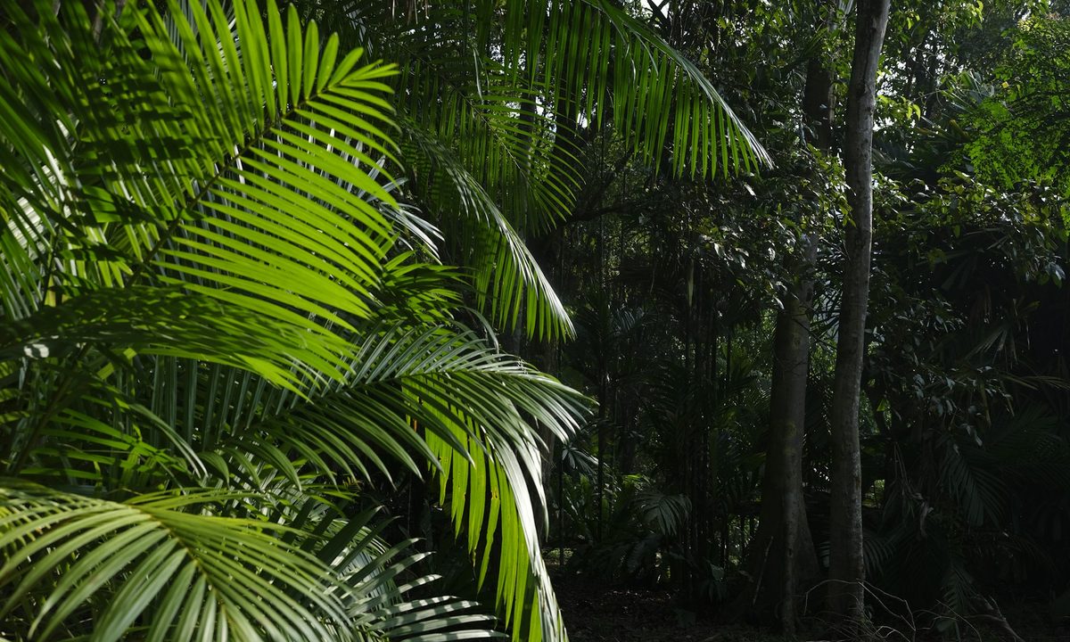 Outdoor areca palm trees