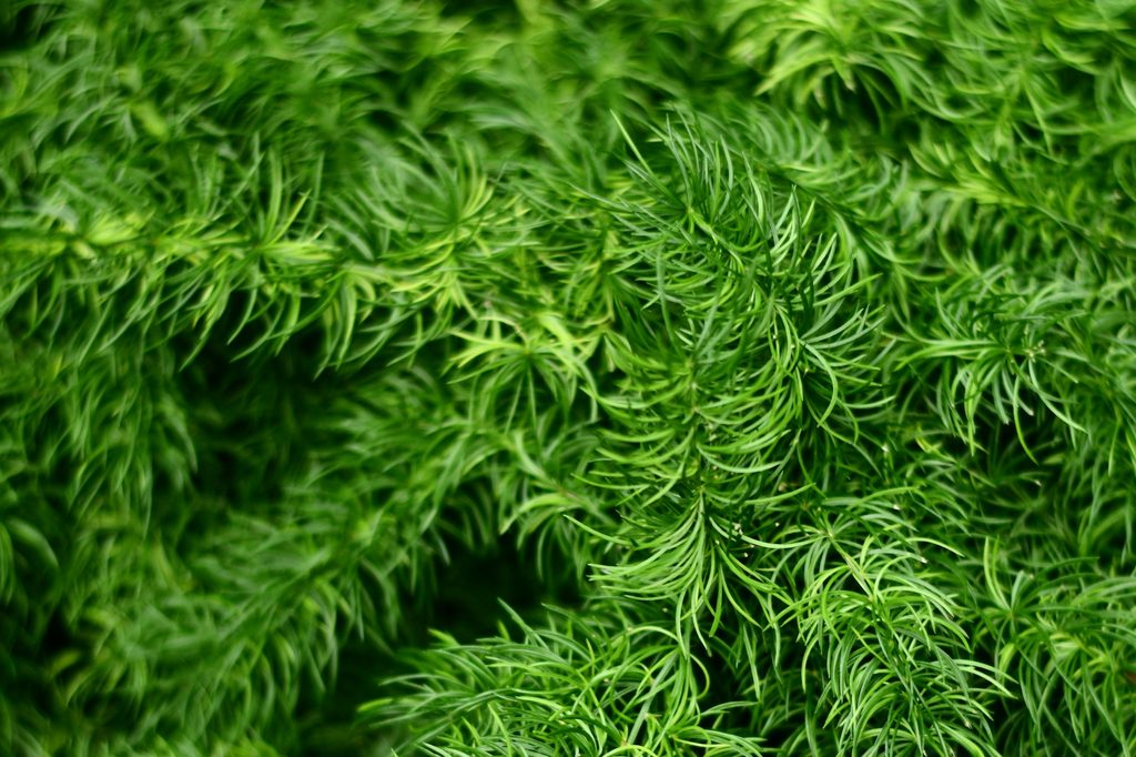 Asparagus fern leaves