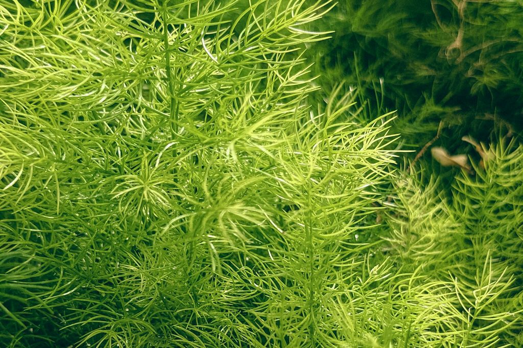 Asparagus ferns