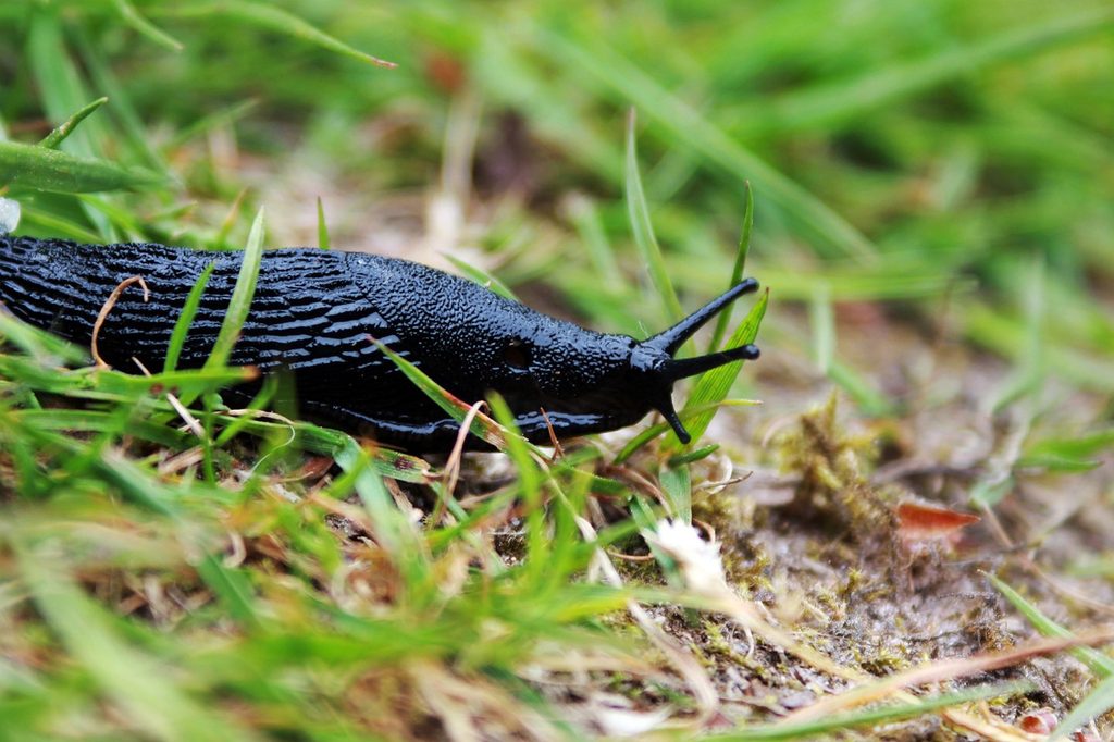A black slug in the grass