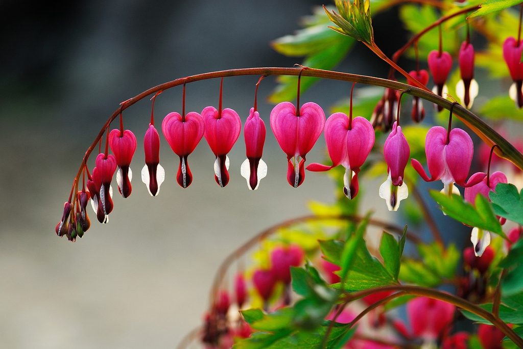 Bleeding heart flowers