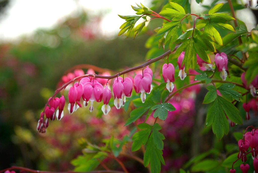 Bleeding heart flowers