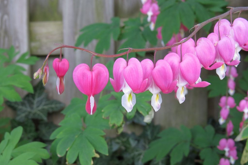 Bleeding heart flowers