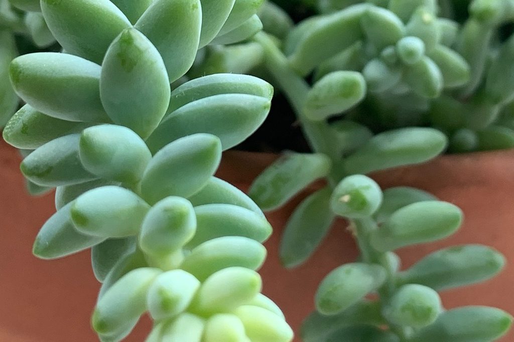 Burro's tail succulents