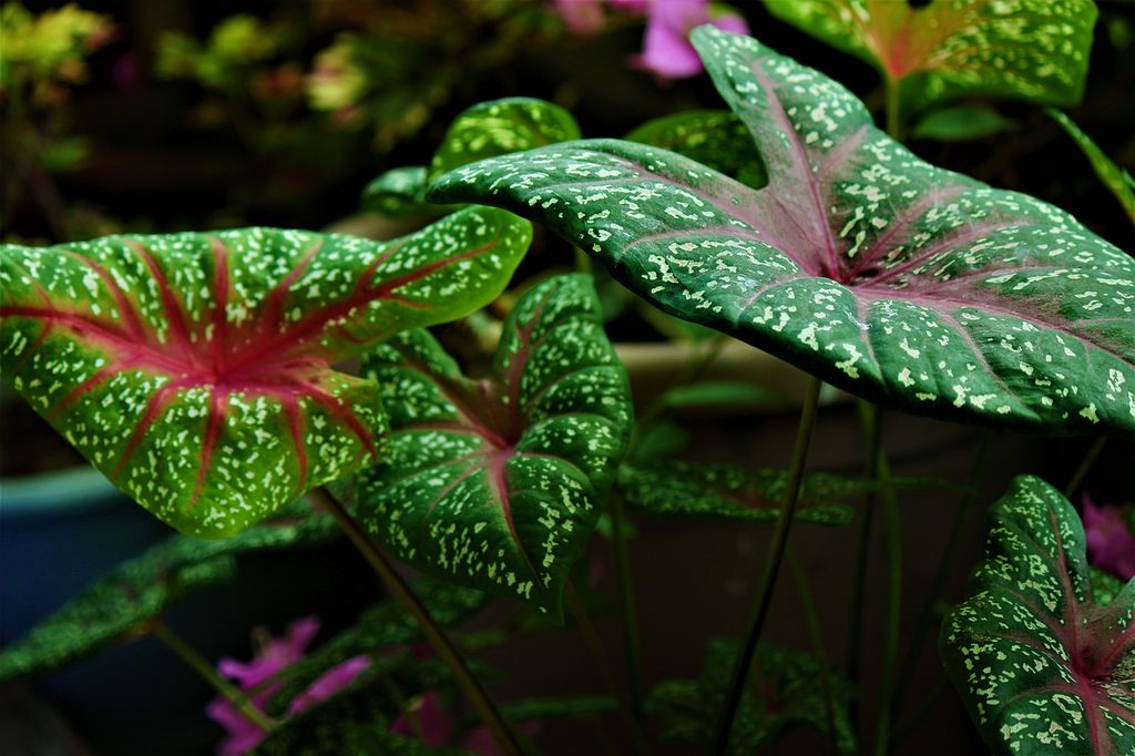 Green and pink caladium plants with white spots