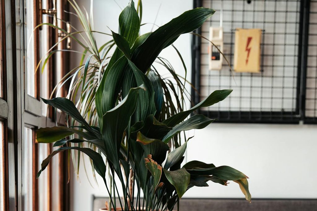 A potted cast iron plant with brown leaf tips