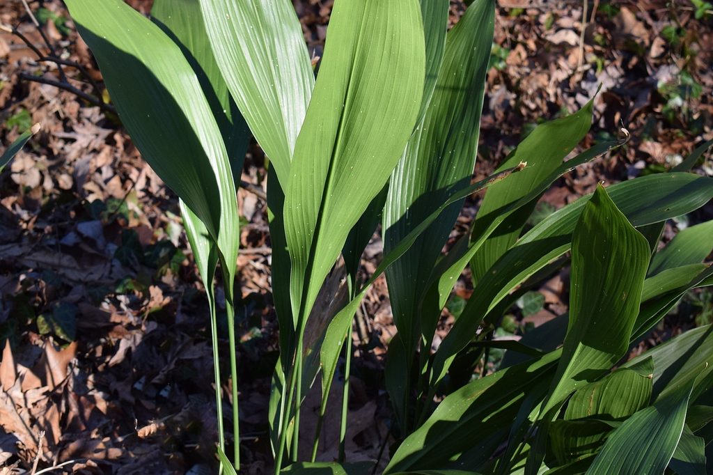 A cast iron plant growing outdoors