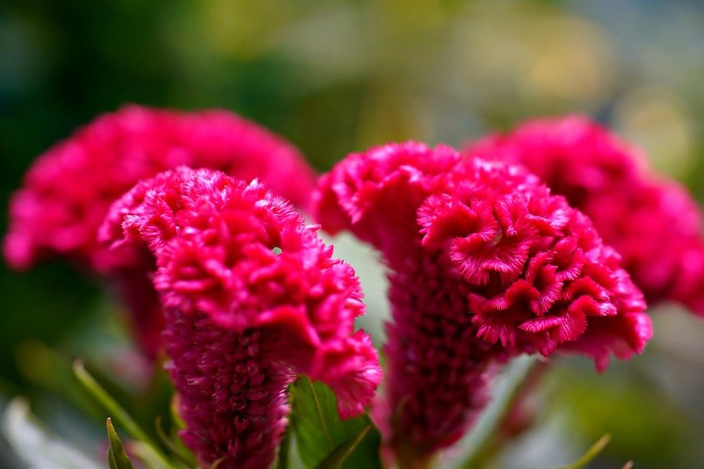 Pink cock's comb celosia