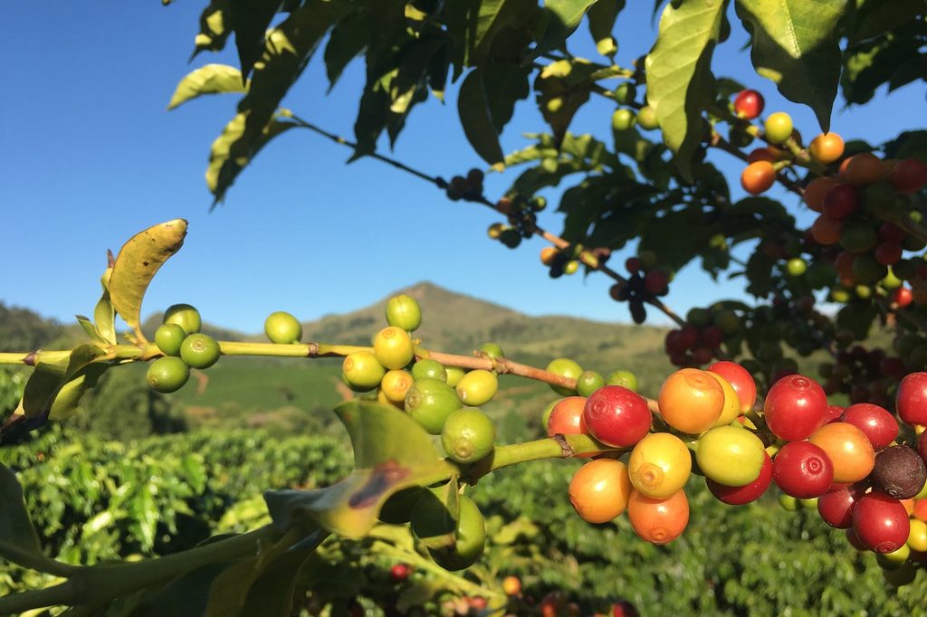 Coffee plants with ripening berries