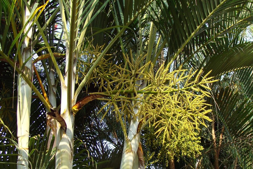 An areca palm with yellow flowers