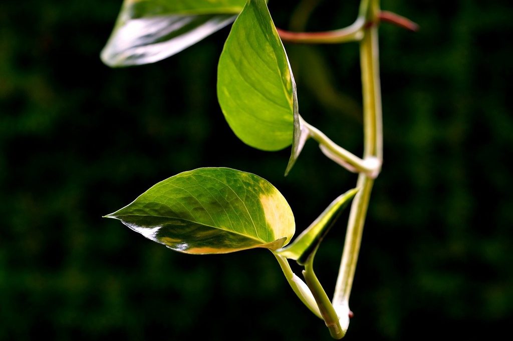Hoya leaves