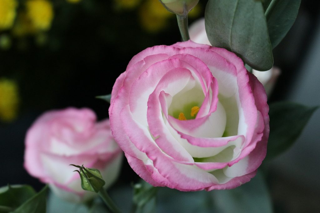 Pink and white lisianthus flowers