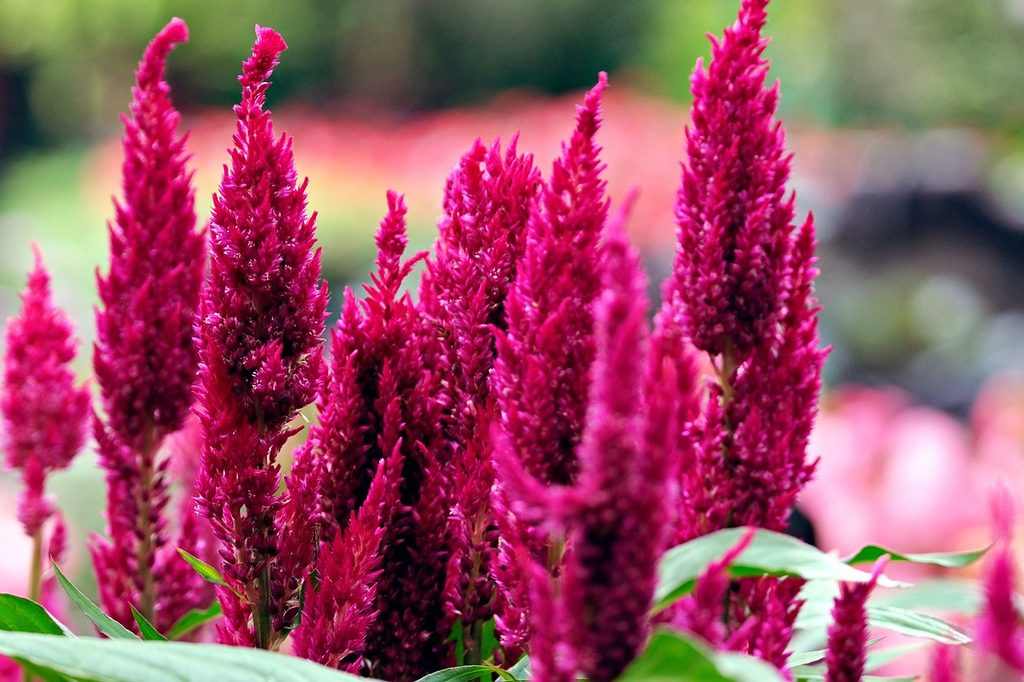 Pink celosia flowers