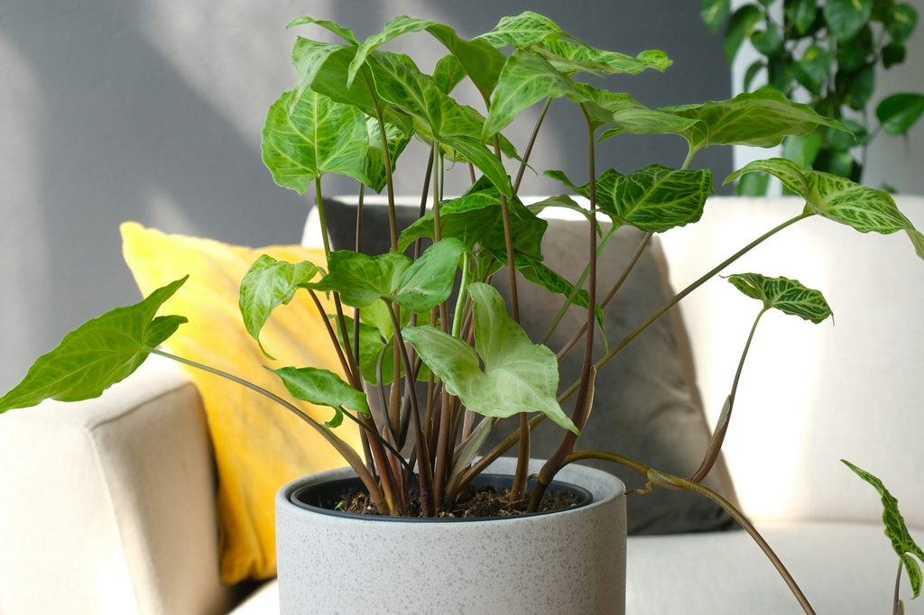 An arrowhead plant in a white pot
