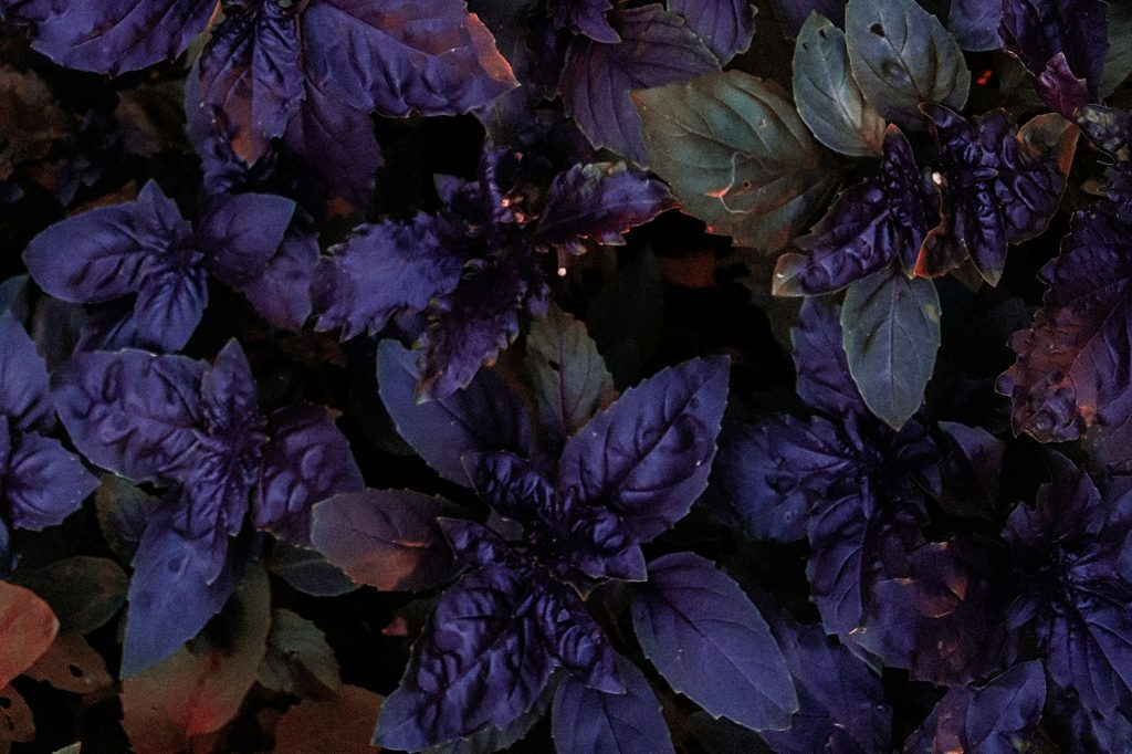 Purple basil leaves