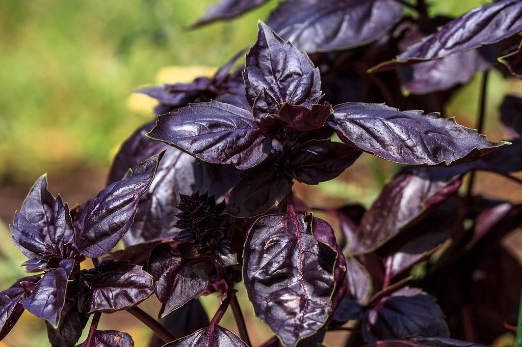 Purple basil plants