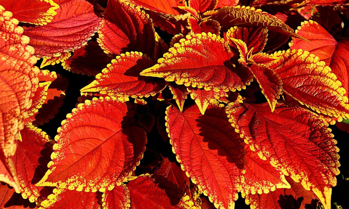 Red orange coleus plants