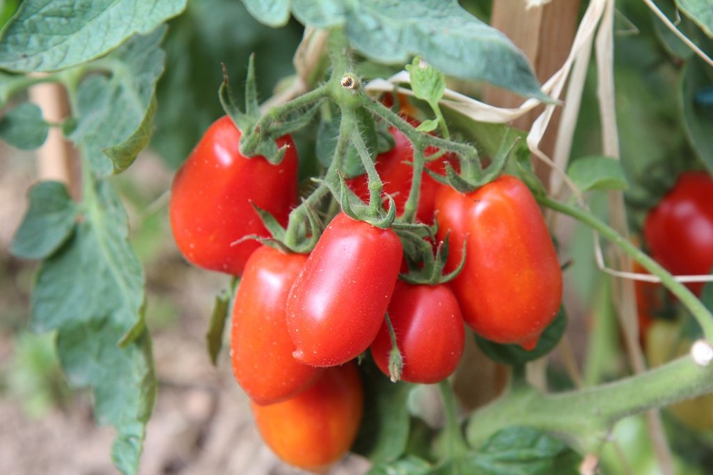 Ripe roma tomatoes