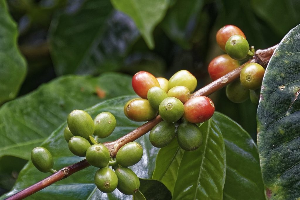 Ripening coffee cherries