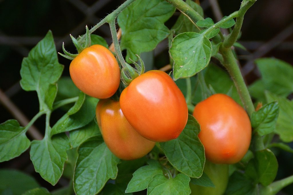 Orange roma tomatoes