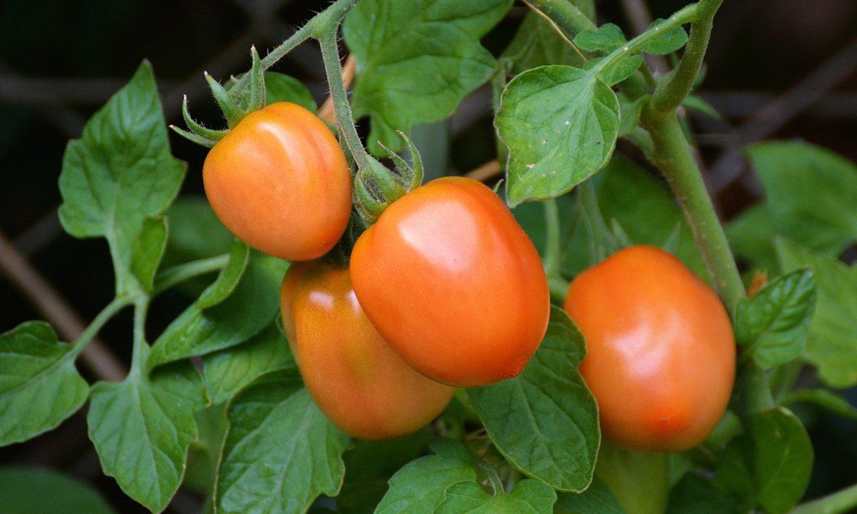 Orange roma tomatoes
