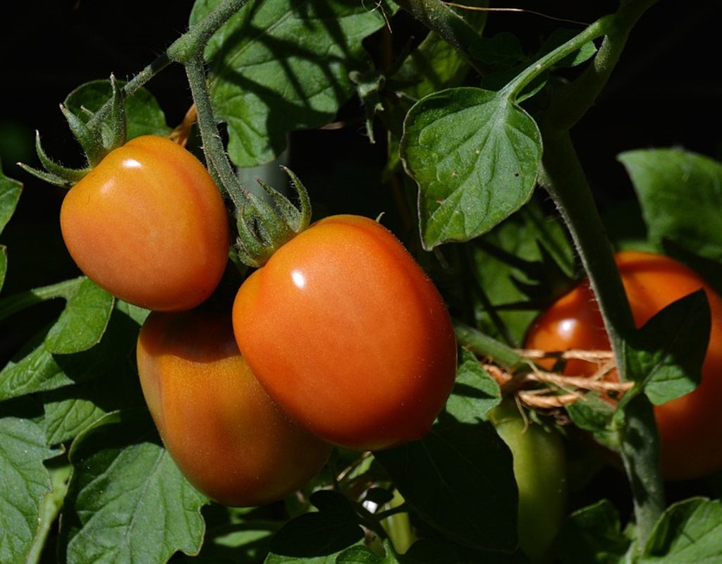 Orange roma tomatoes