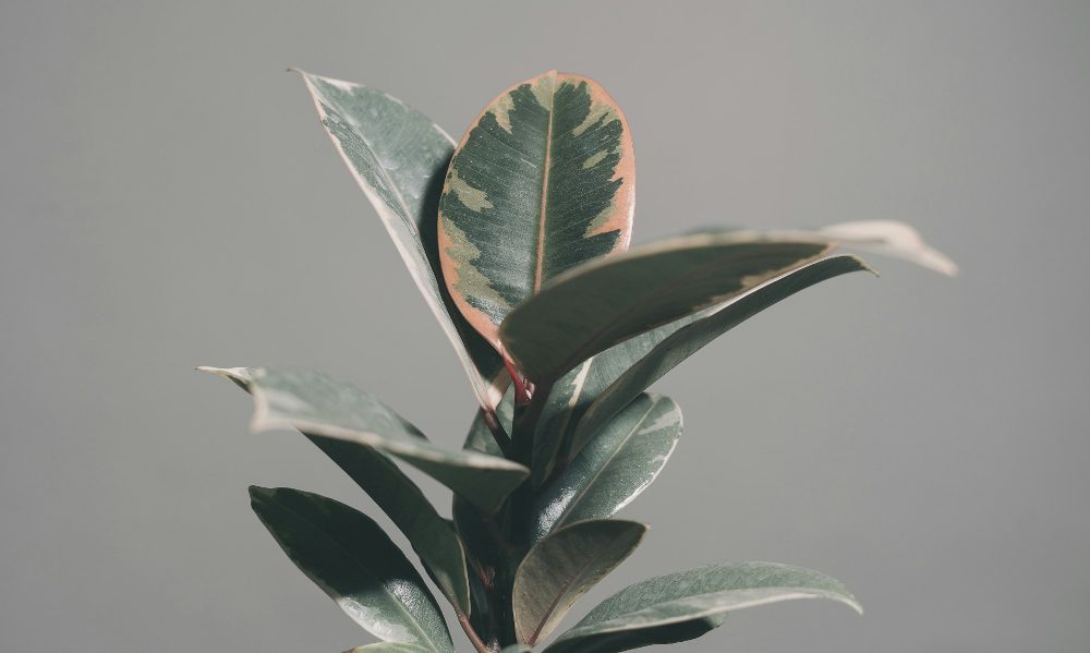 Rubber tree plant