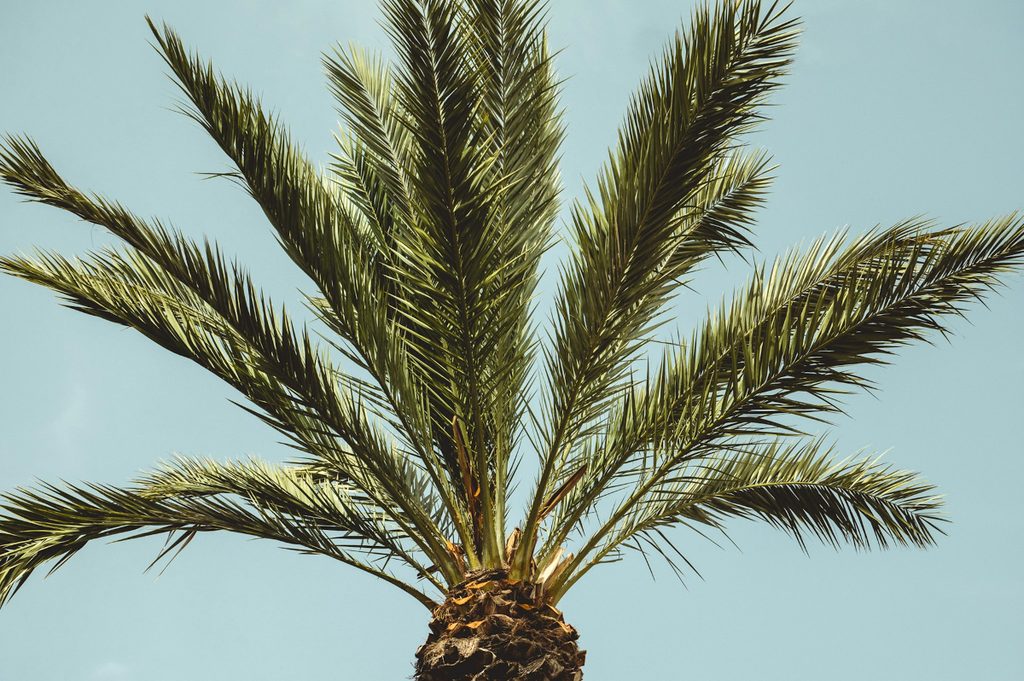 Sago palm tree outdoors