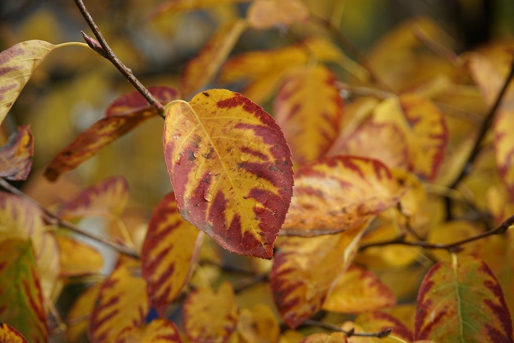 Yellow and red serviceberry leaves