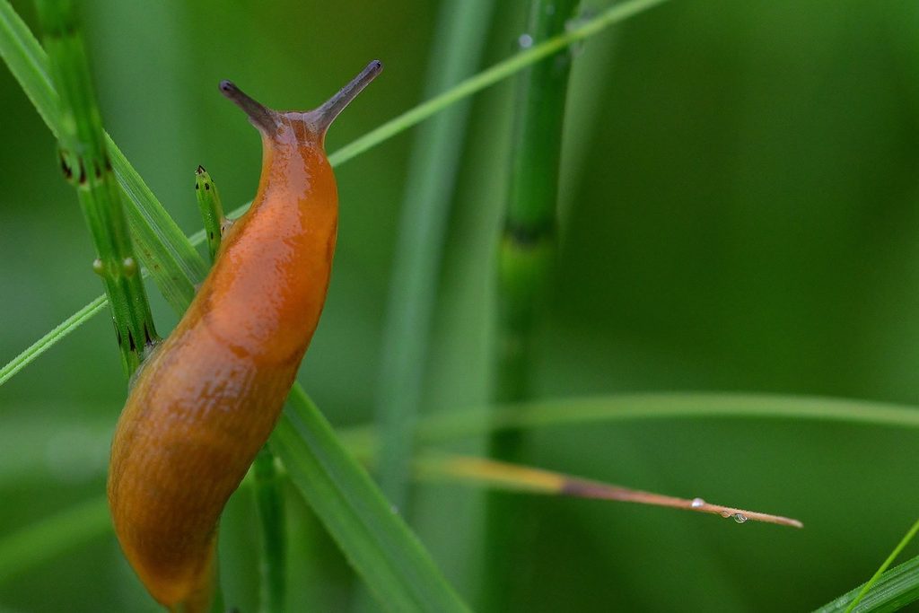 A brown slug in the grass