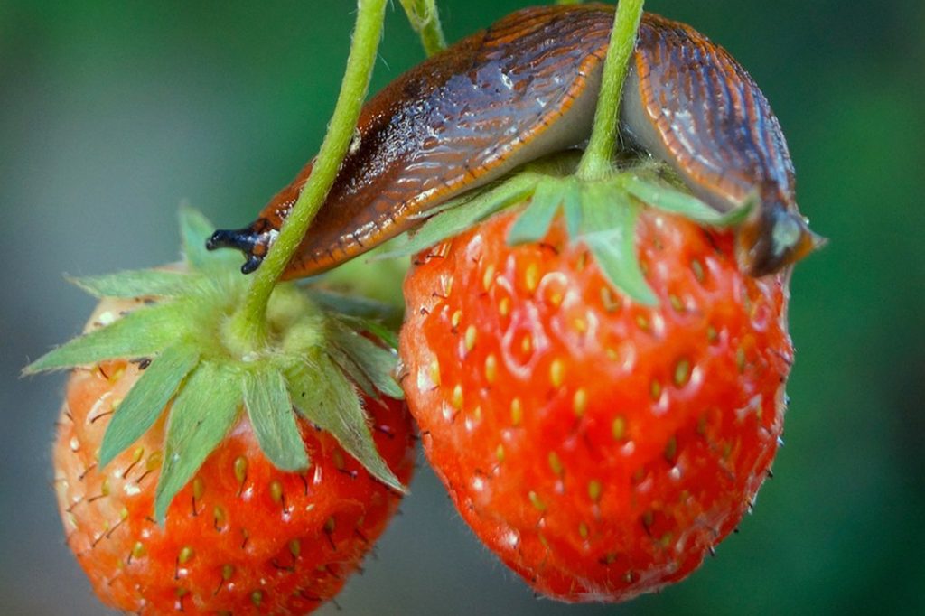 A brown slug on top of two strawberries