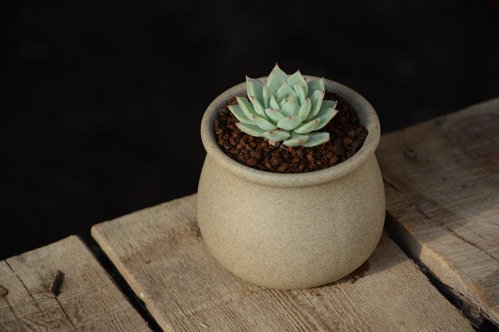 A small echeveria in a beige pot on a wooden table.