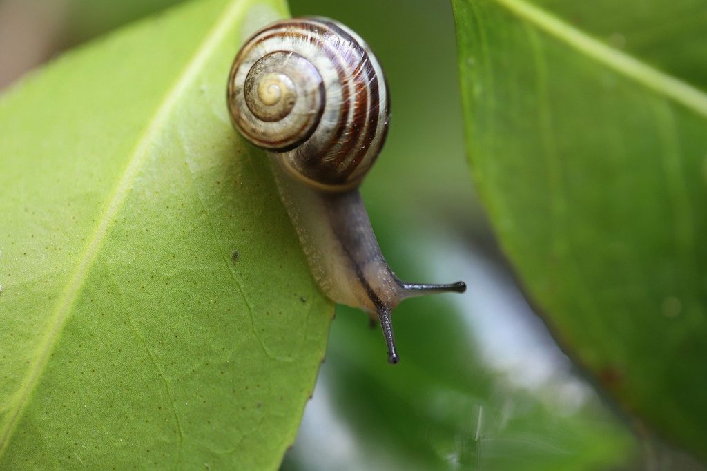 A snail on a leaf