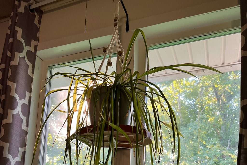 A spider plant in a hanging basket