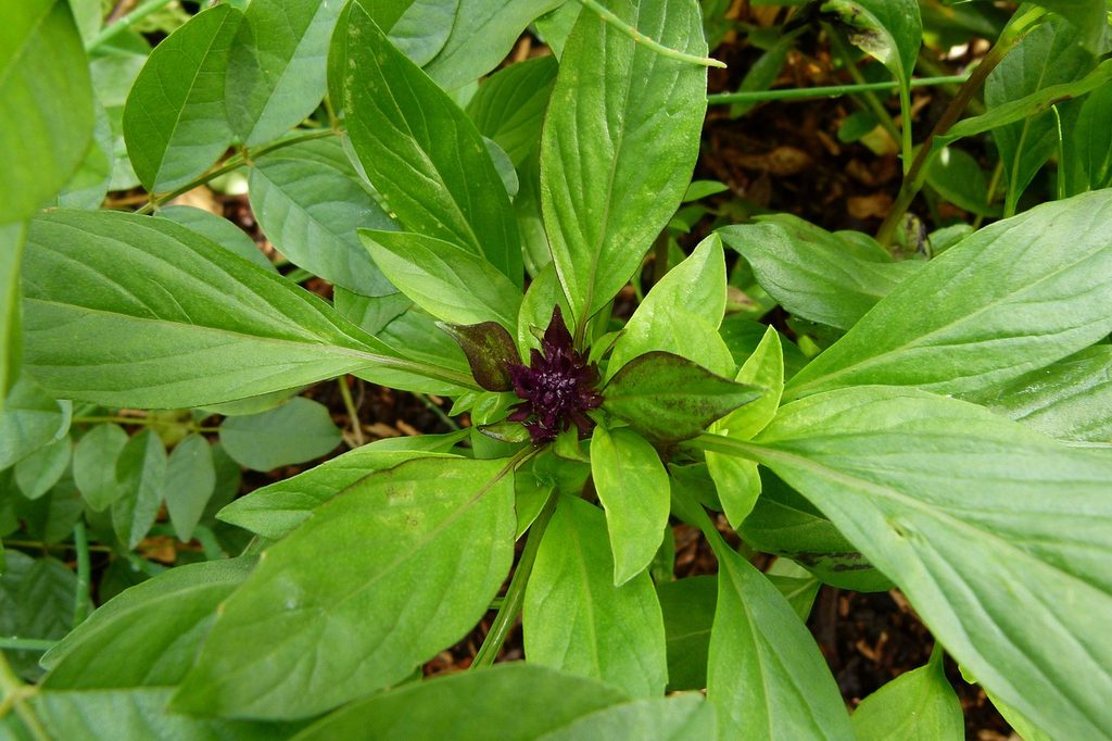 Thai lemon basil