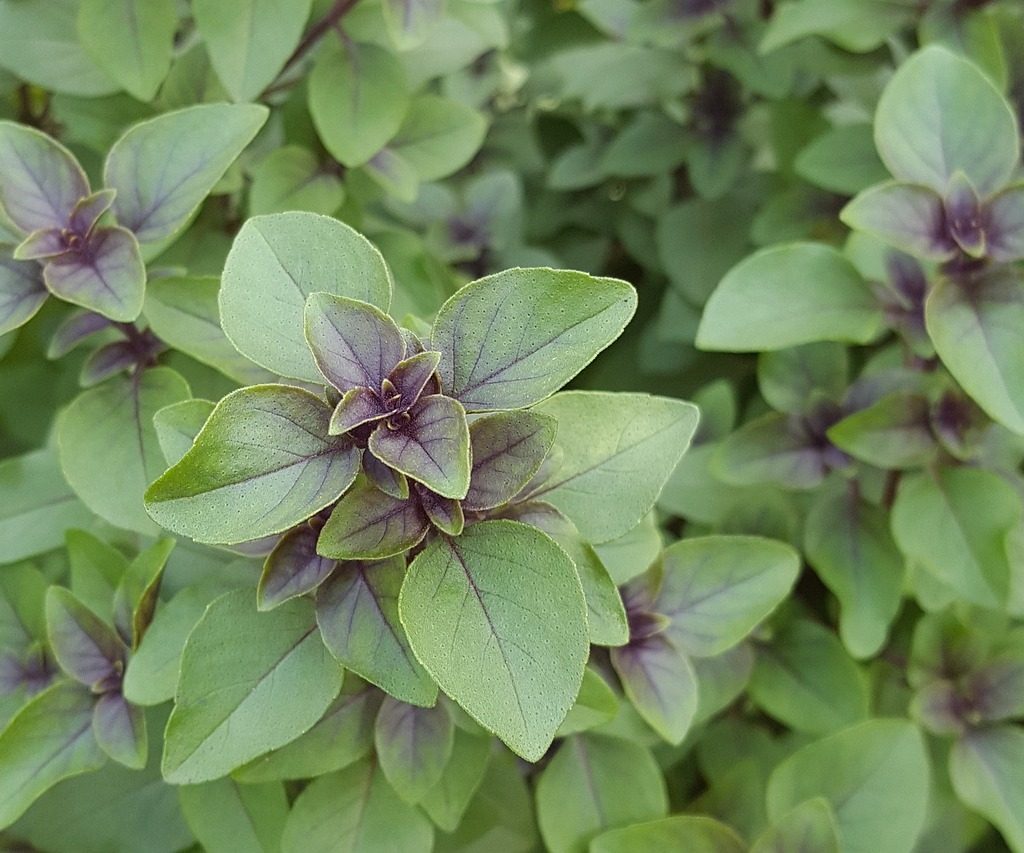 Tulsi basil plant