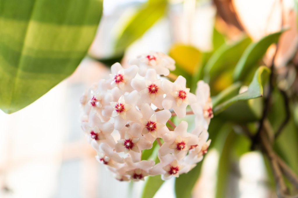 White hoya flowers