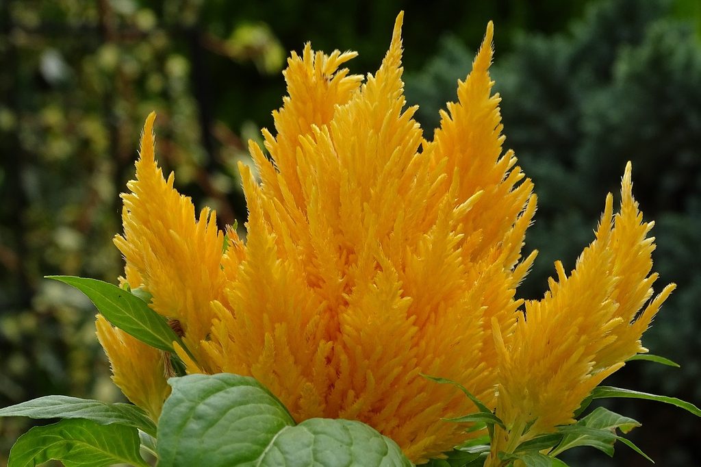 Yellow celosia flowers