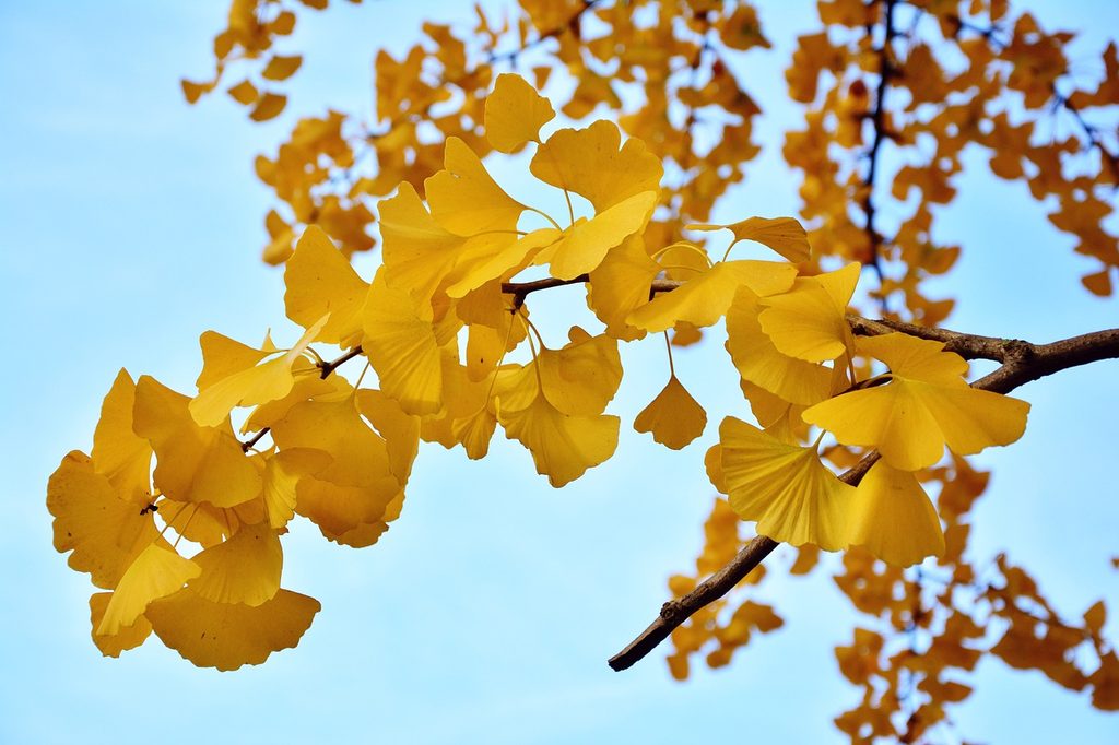 Yellow ginkgo leaves